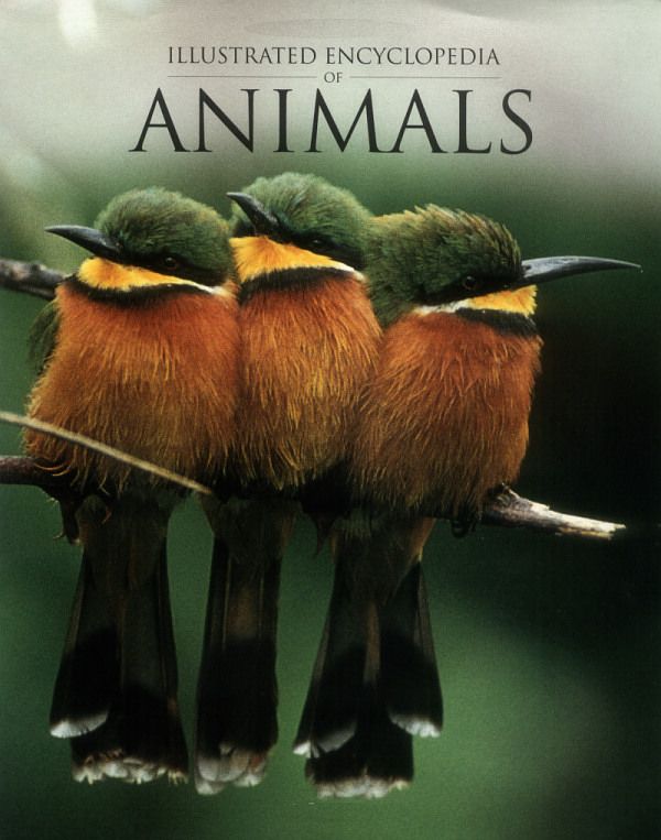 Illustrated Encyclopedia of Animals - David Burnie ()