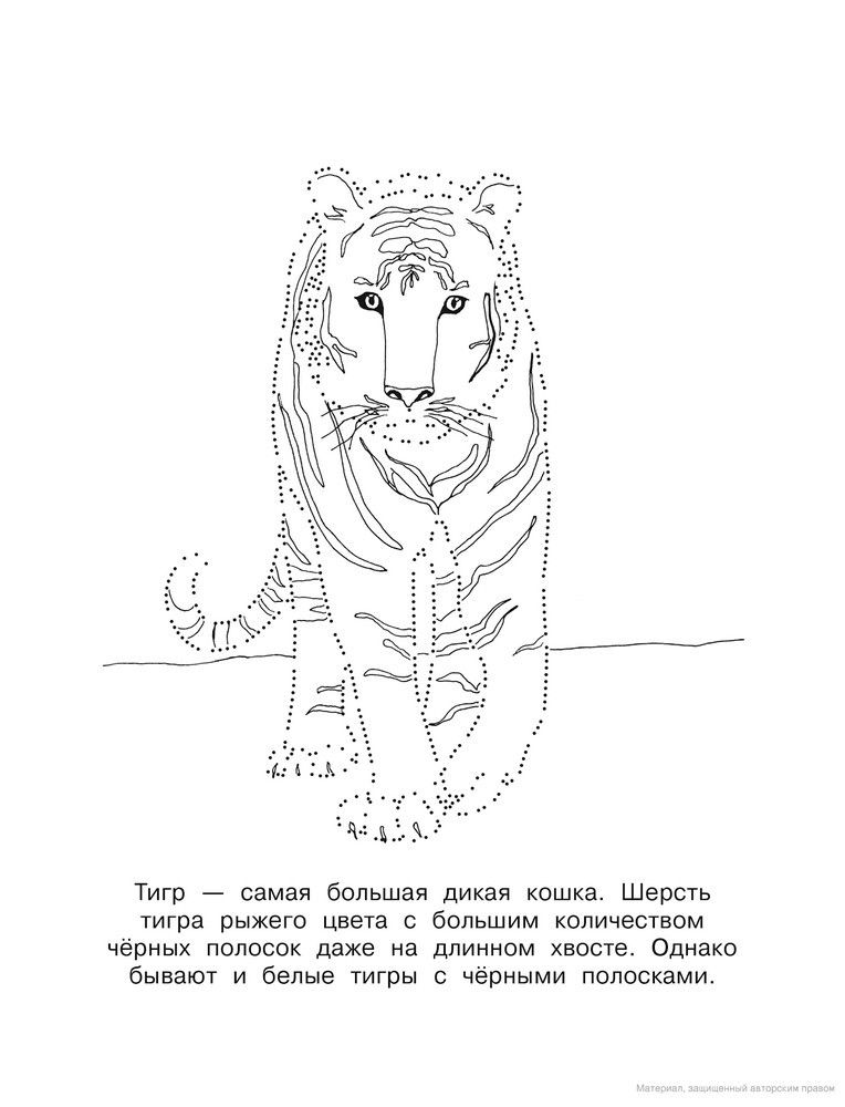 Тигр по точкам картинки для детей